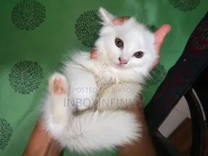 1-3 months Male Purebred Persian