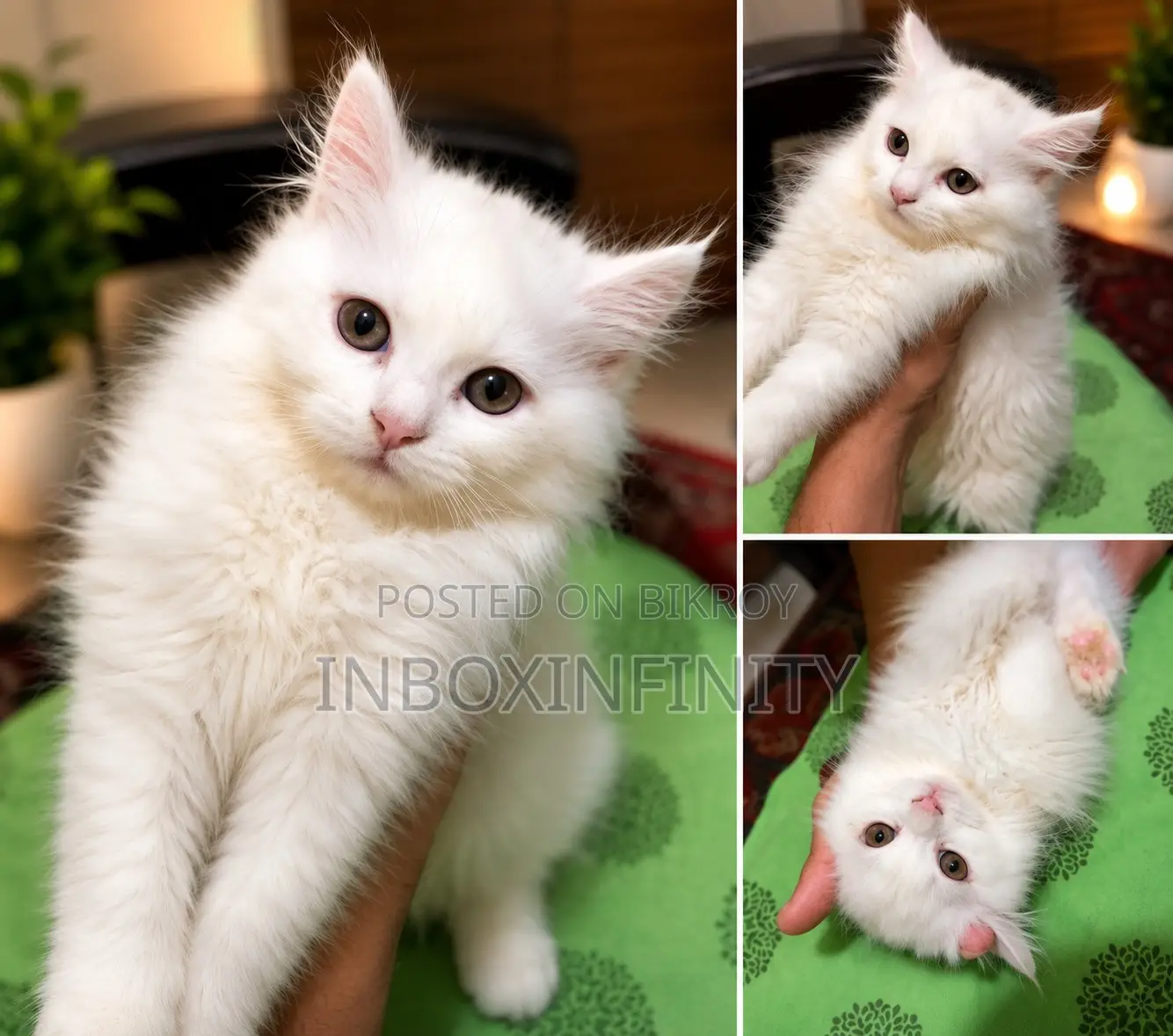 1-3 months Male Purebred Persian