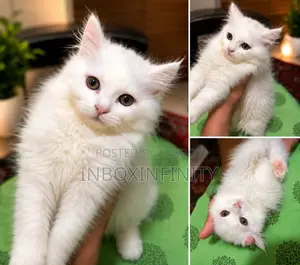 1-3 months Male Purebred Persian