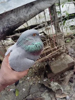জালালি কবুতর ১ জোড়া