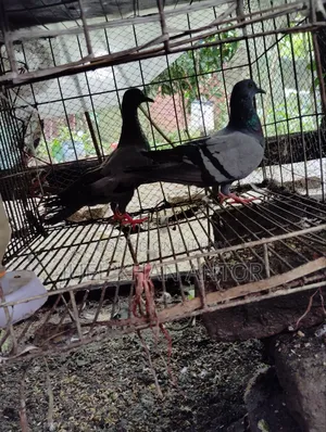 জালালি কবুতর ১ জোড়া