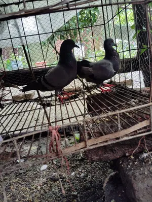 জালালি কবুতর ১ জোড়া