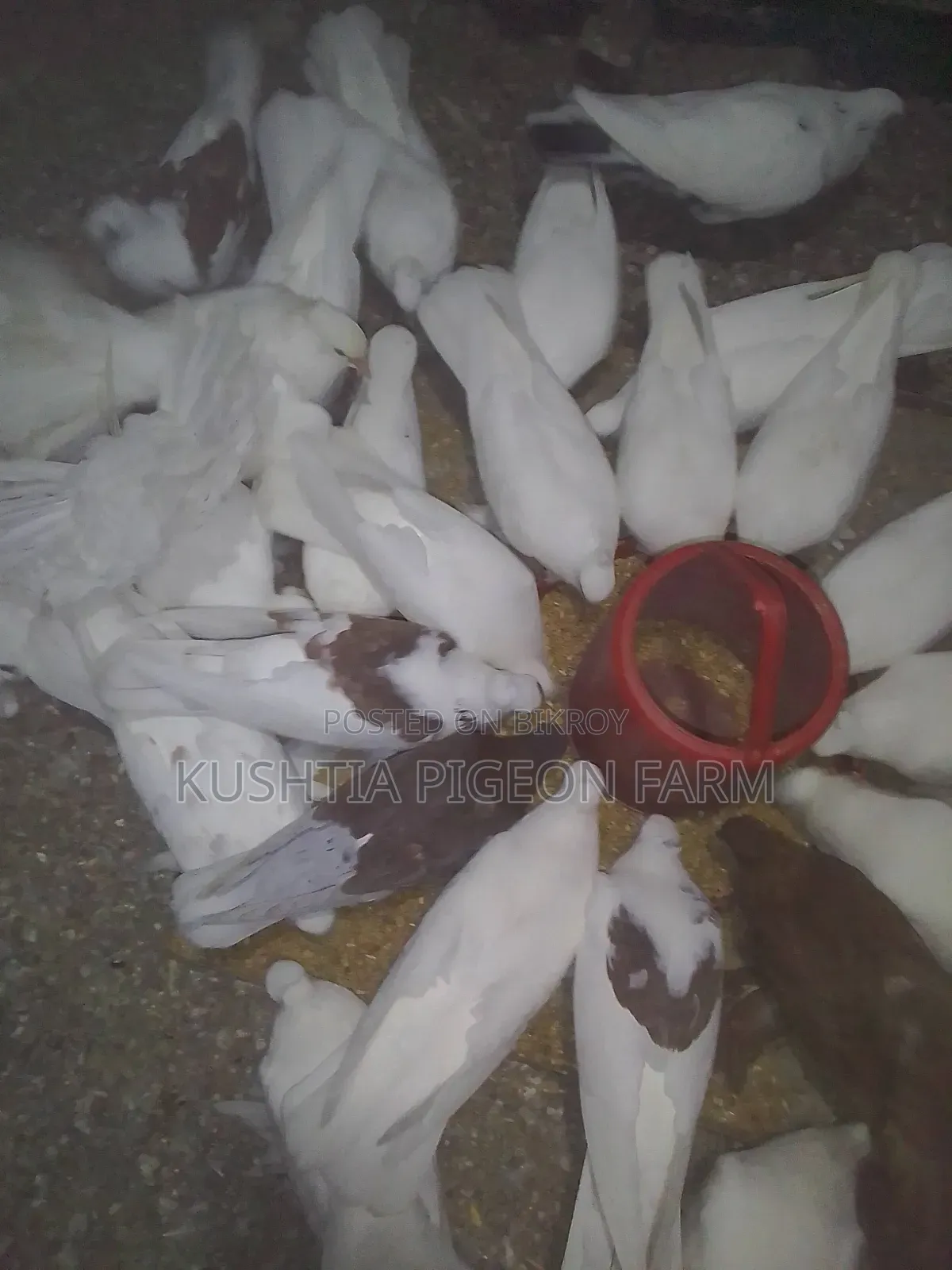 ময়ুরী কবুতর নর