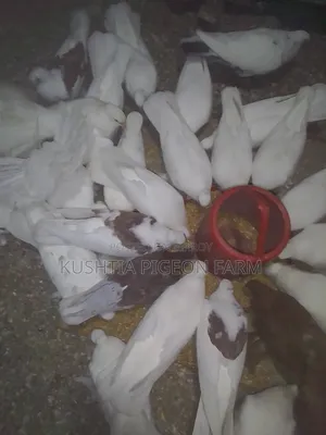 ময়ুরী কবুতর নর