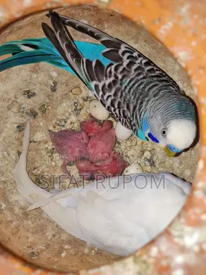 Blue White Adult Bazigar