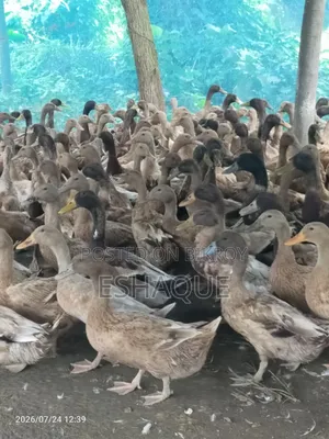 (Lesser Whistling Duck) Grazed in open bil