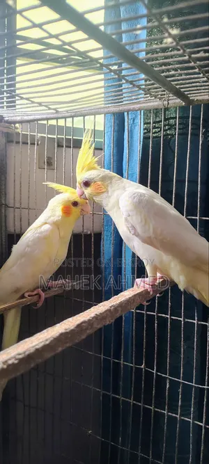 ককটেল জোড়া