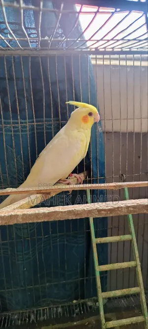 ককটেল জোড়া