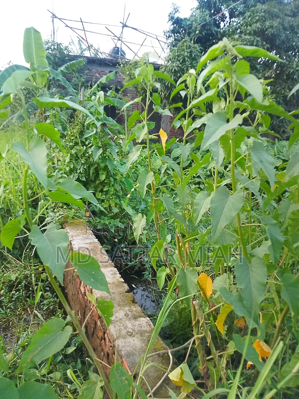1.5 Katha Demra, Dhaka, Mauza: Paiti-17