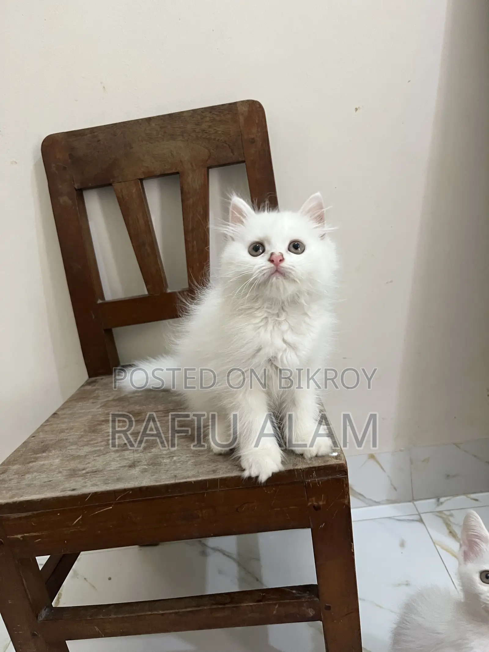 1-3 Months Male Purebred Persian Kitten