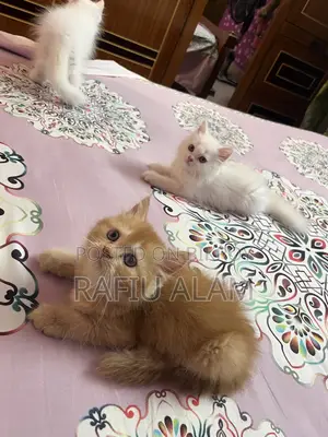 1-3 Months Male Purebred Persian Kitten