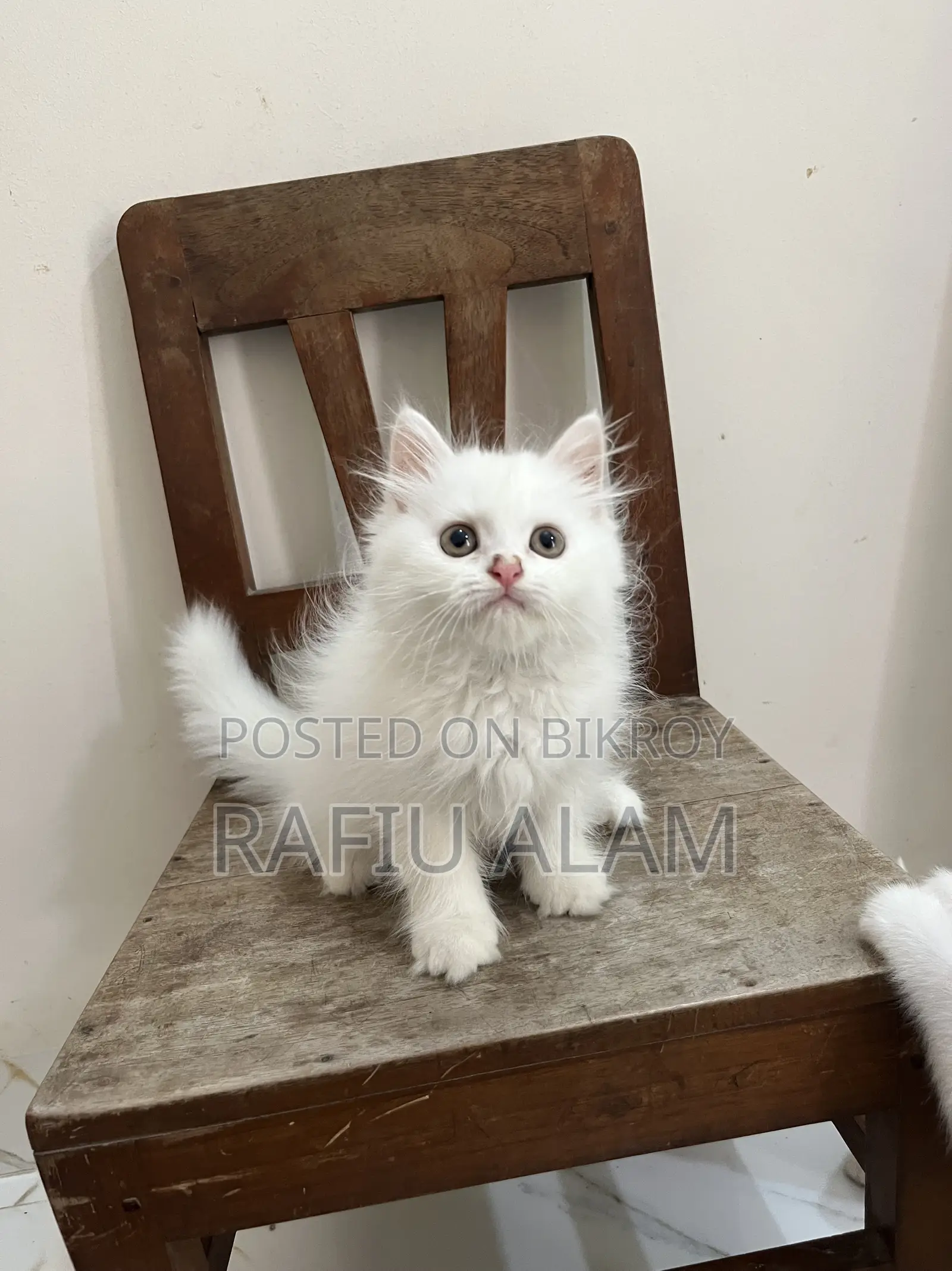 1-3 Months Male Purebred Persian Kitten