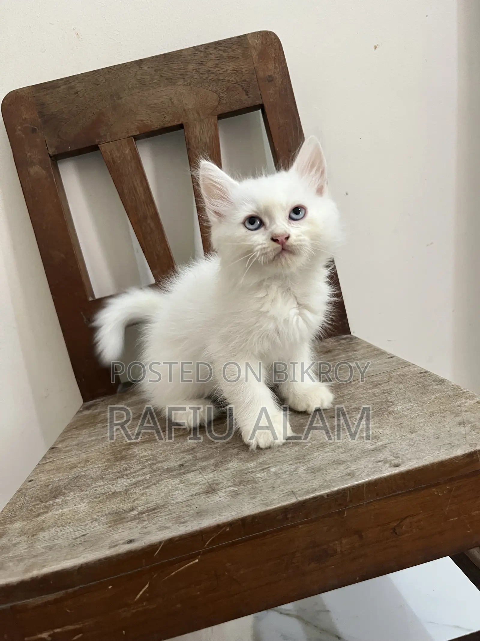 1-3 Months Male Purebred Persian Kitten
