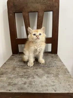 1-3 Months Male Purebred Persian Kitten