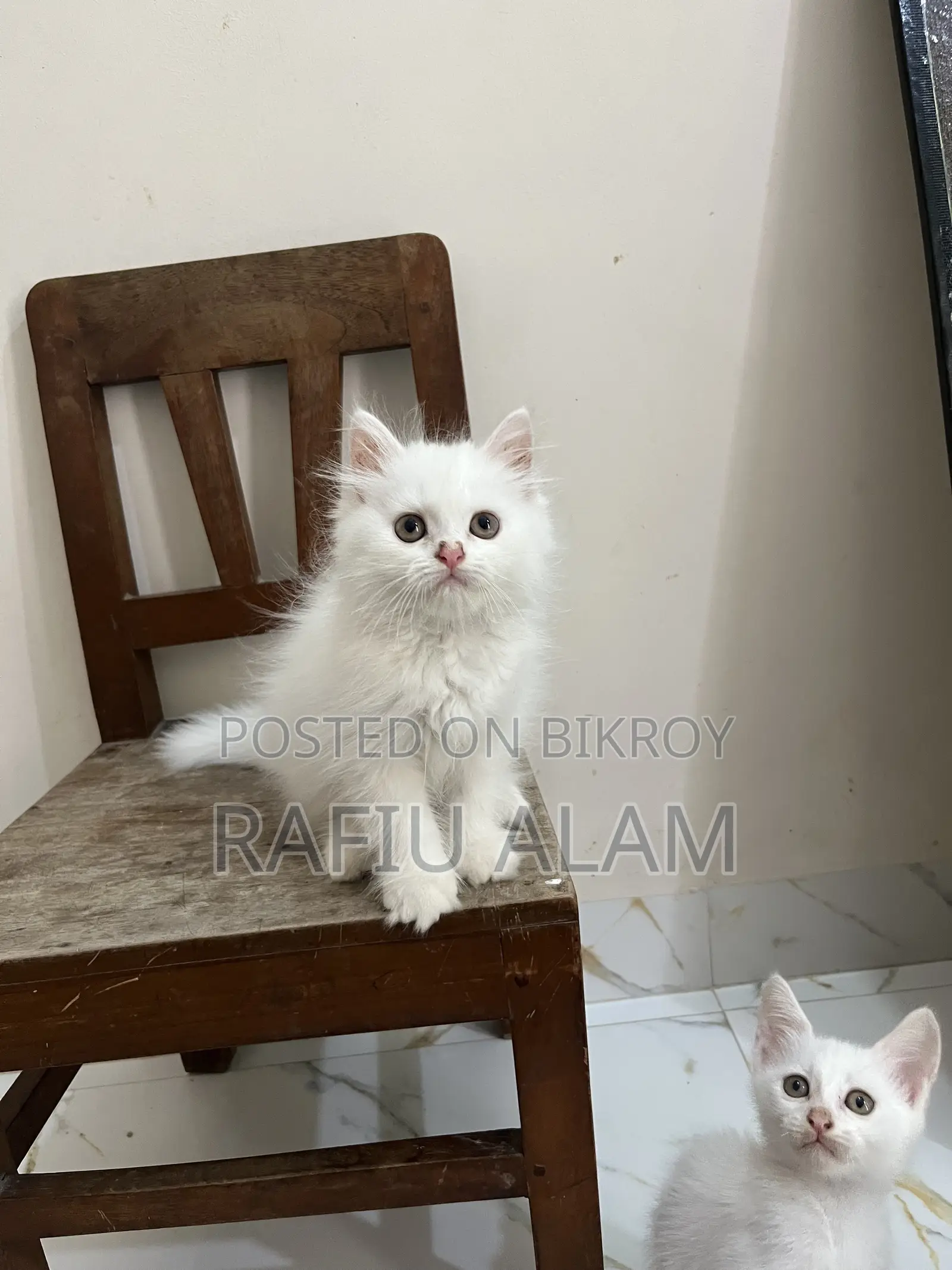 1-3 Months Male Purebred Persian Kitten