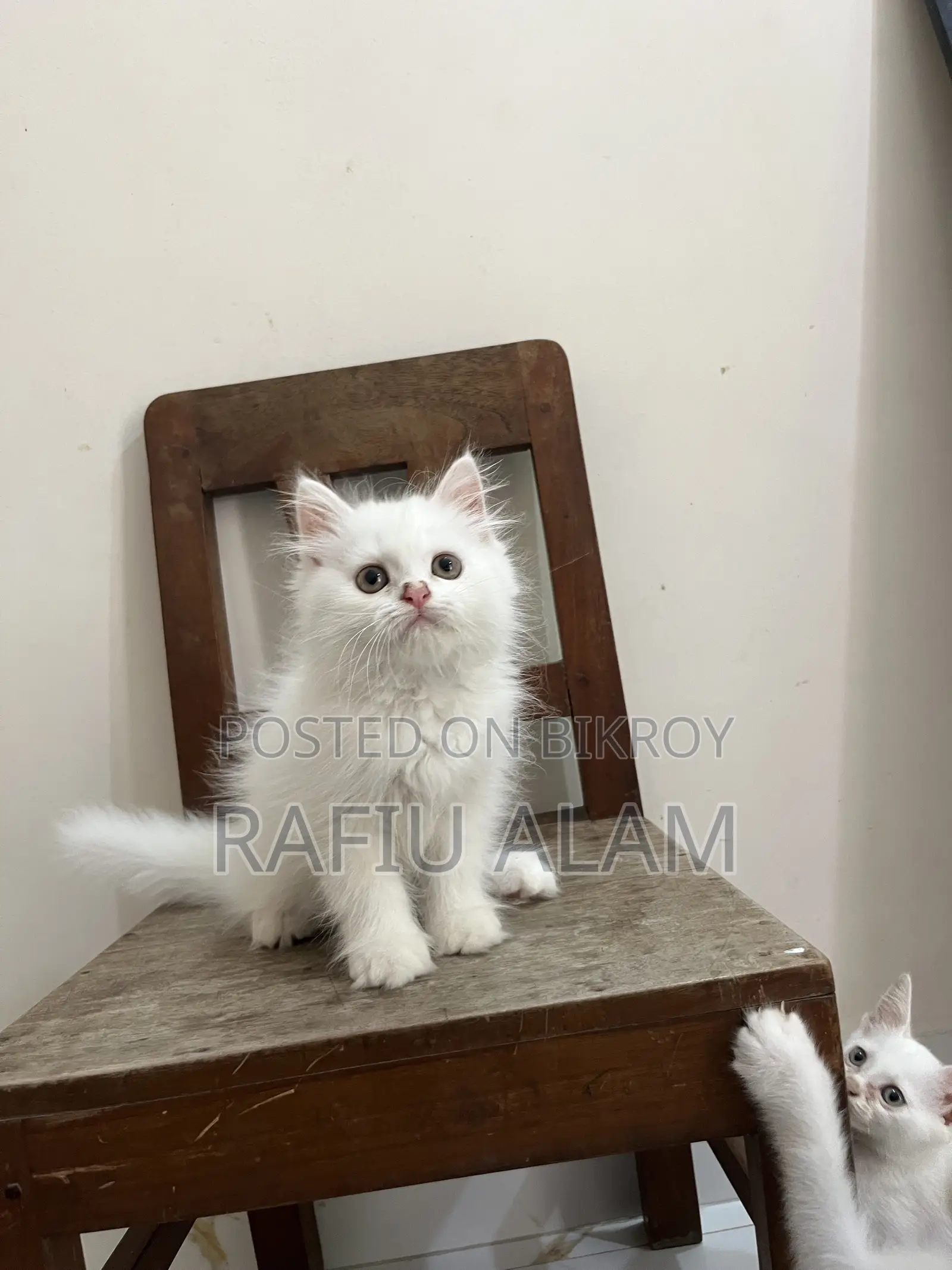 1-3 Months Male Purebred Persian Kitten