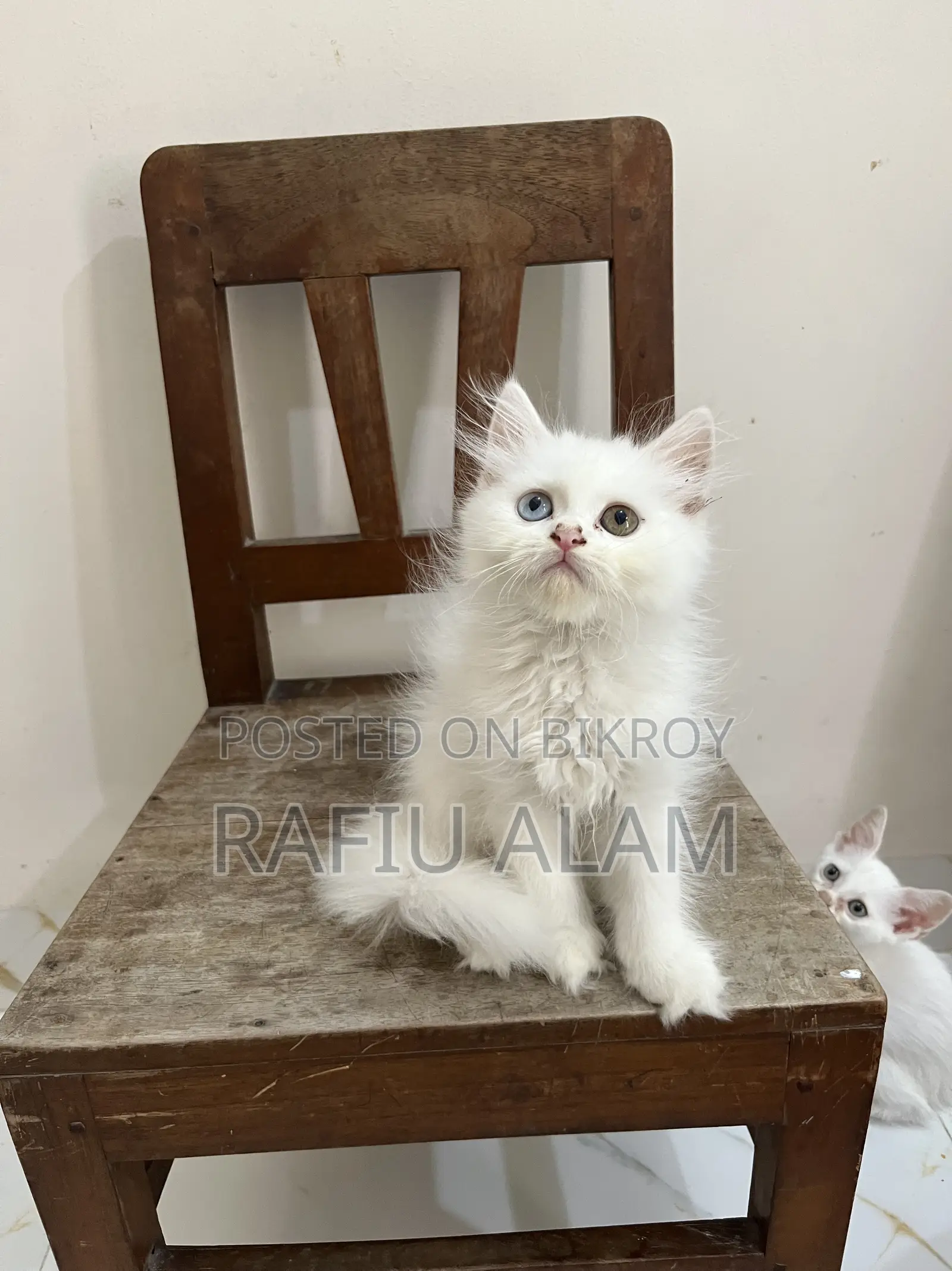 1-3 Months Male Purebred Persian Kitten
