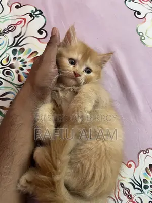 1-3 Months Male Purebred Persian Kitten