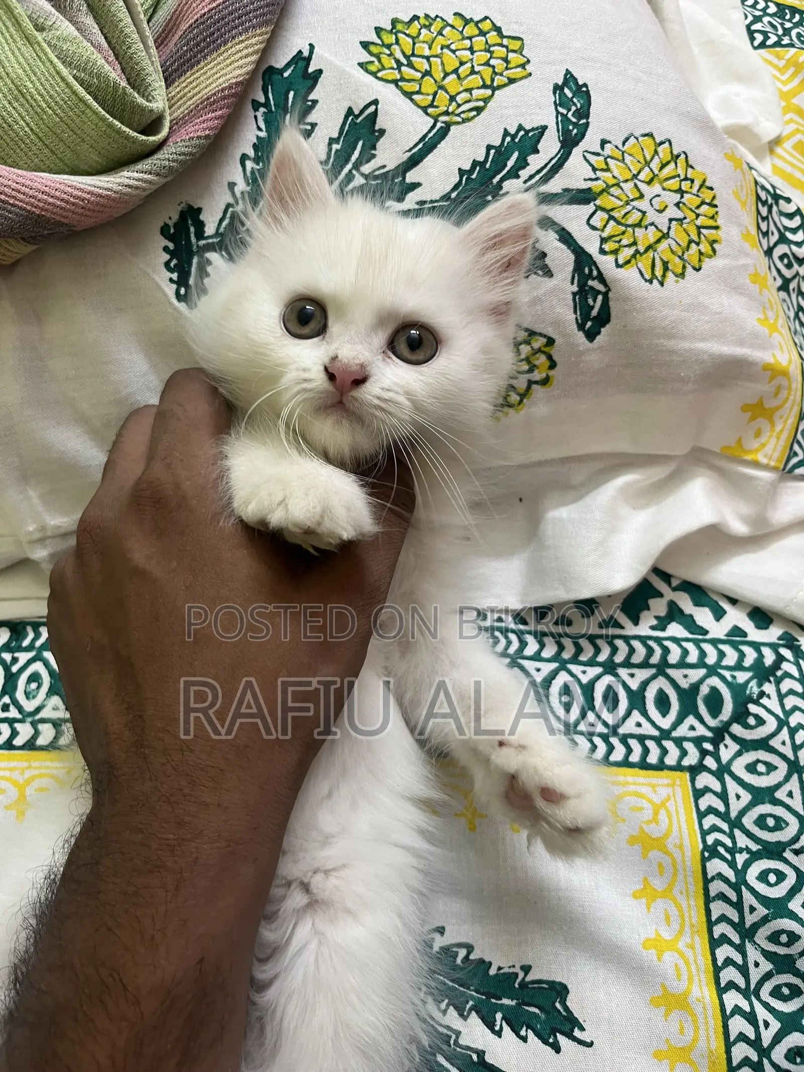 1-3 Months Male Purebred Persian Kitten