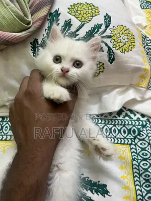 1-3 Months Male Purebred Persian Kitten
