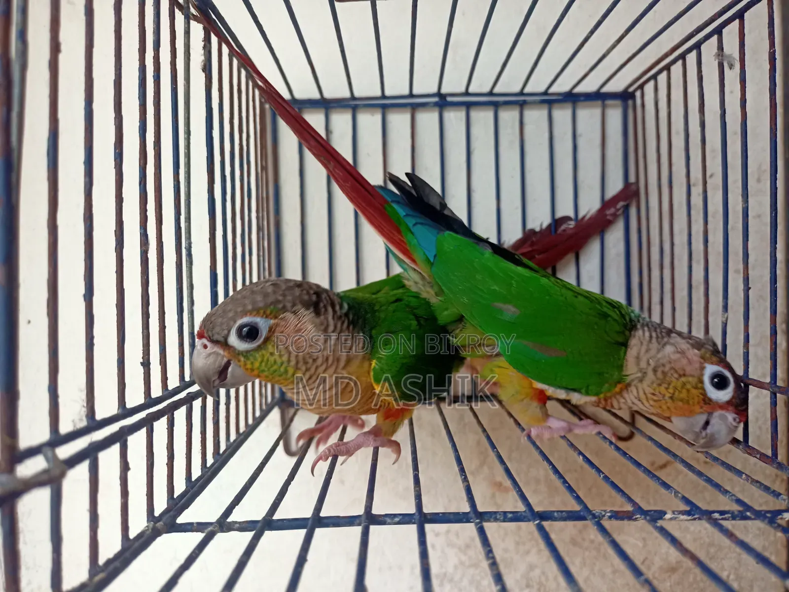 Green Cheek Conure New Adults Pair