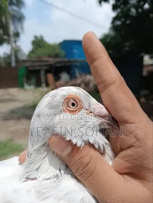 Afsan Grizzle Racer