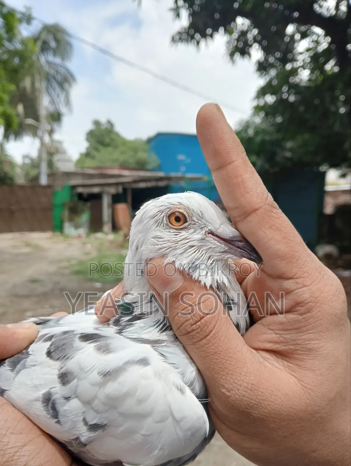 Afsan Grizzle Racer