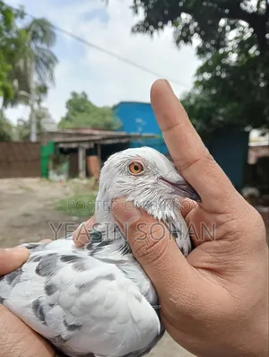 Afsan Grizzle Racer