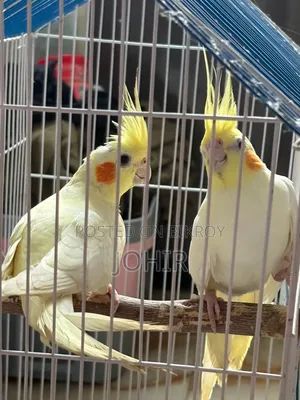 ১ জোড়া কোকাটেল