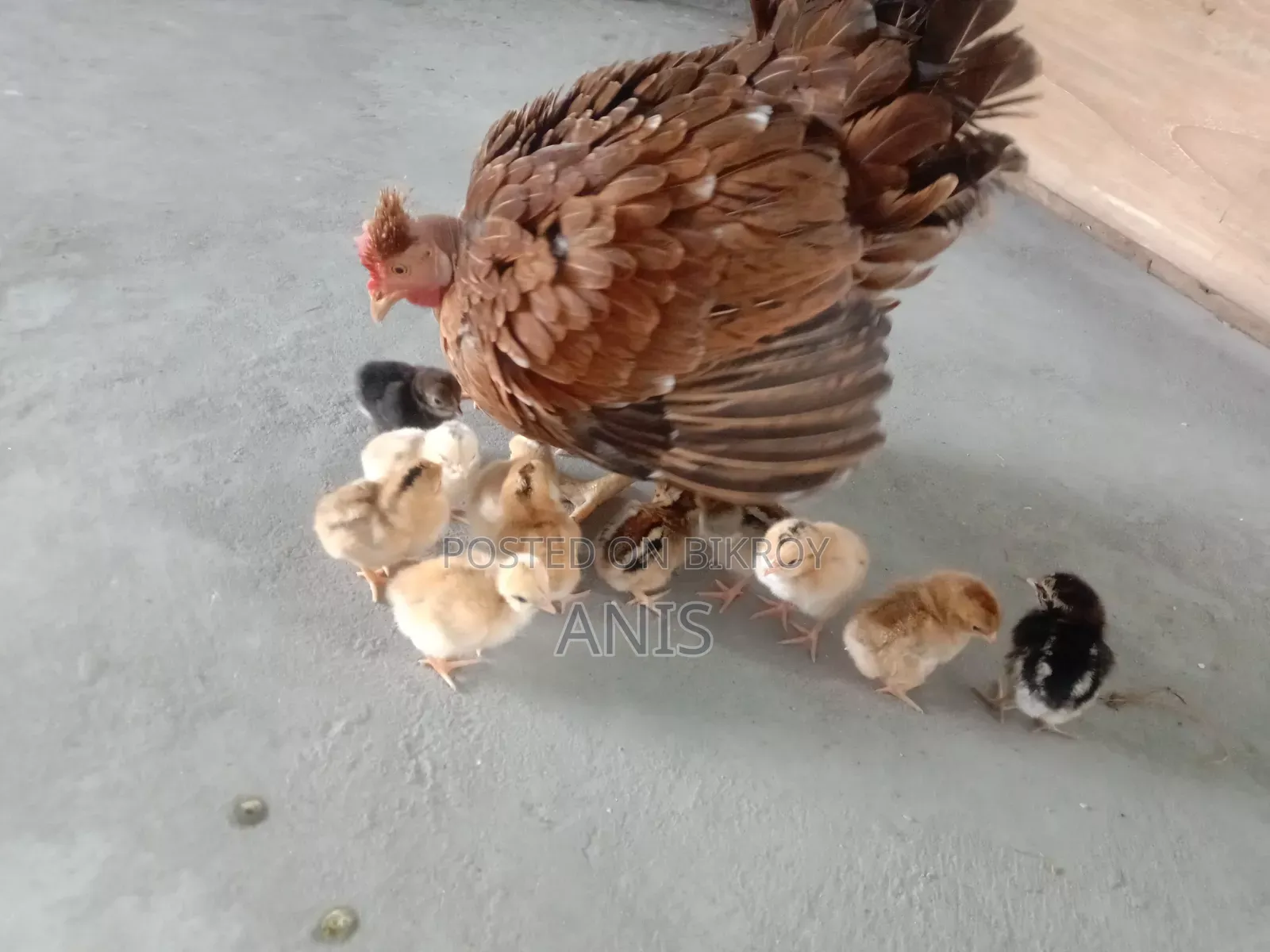 One large native hen will be sold with 13 chicks.