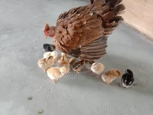 One large native hen will be sold with 13 chicks.