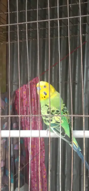 বাজারিগার পাখি