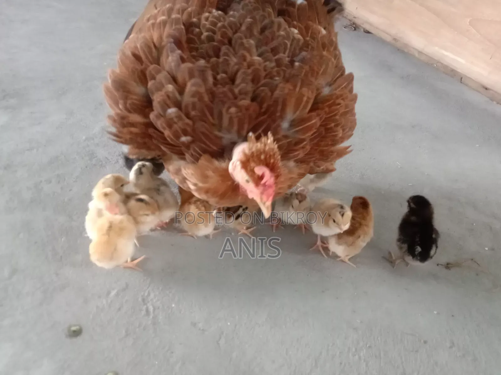 One large native hen will be sold with 13 chicks.