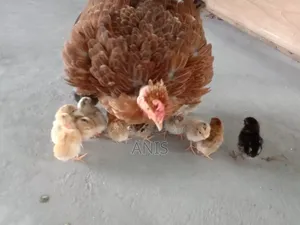 One large native hen will be sold with 13 chicks.