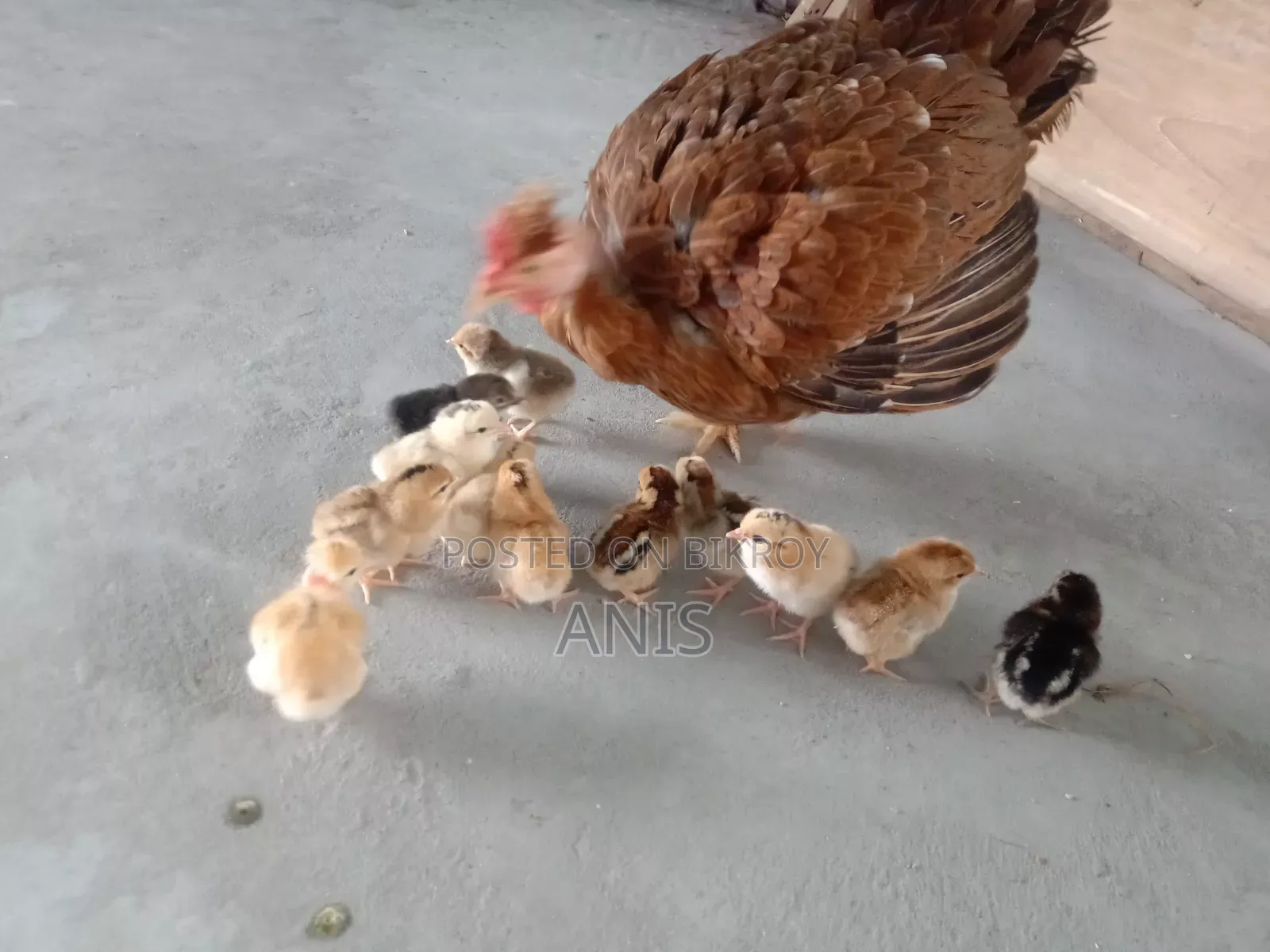One large native hen will be sold with 13 chicks.