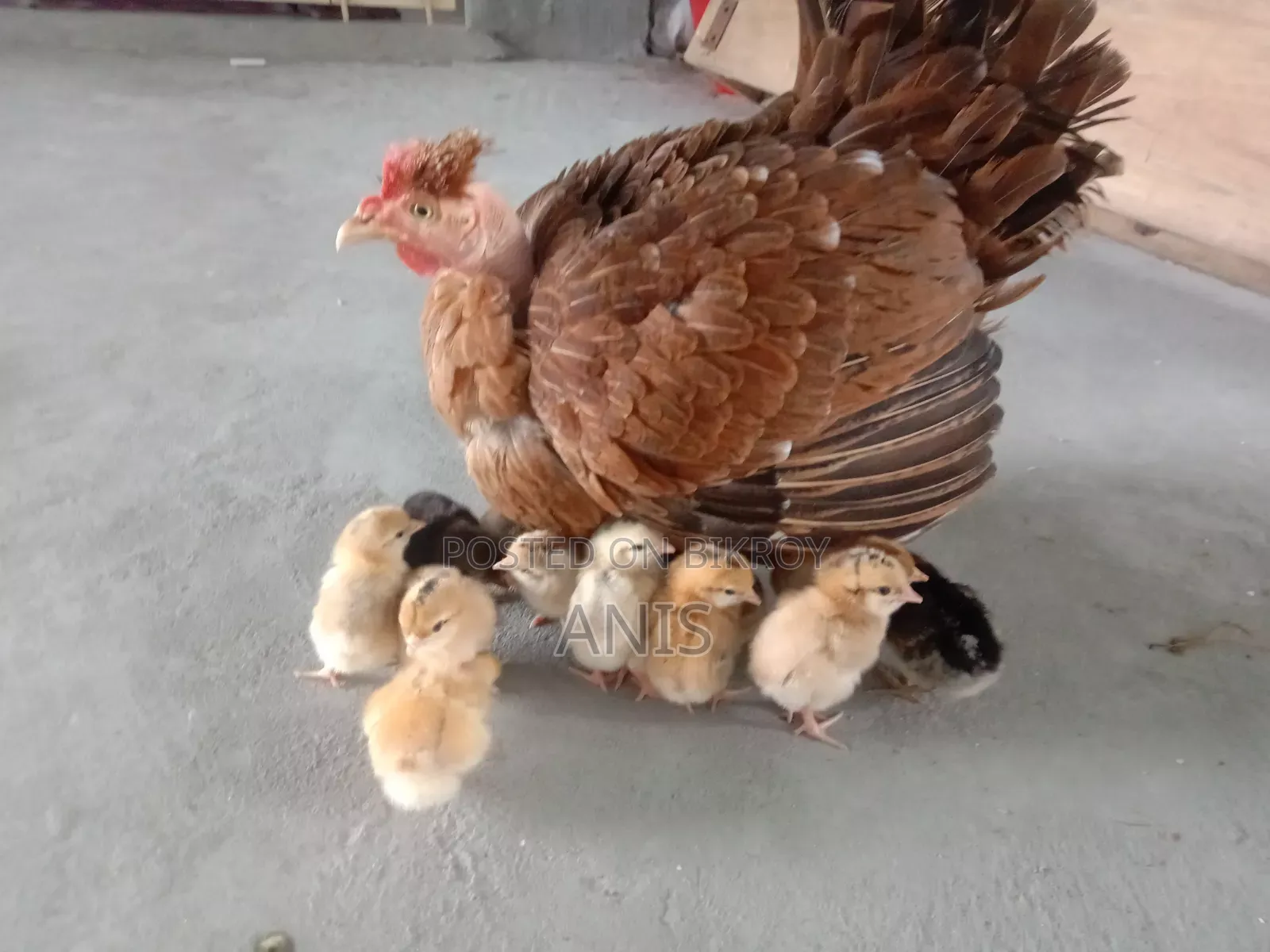 One large native hen will be sold with 13 chicks.