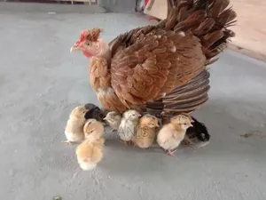 One large native hen will be sold with 13 chicks.