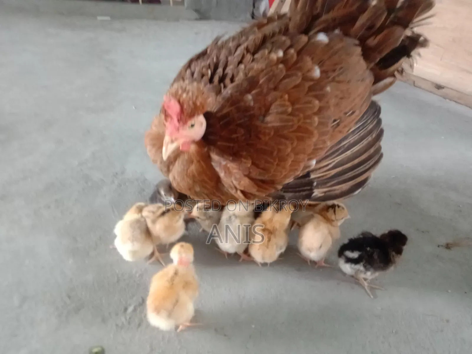 One large native hen will be sold with 13 chicks.