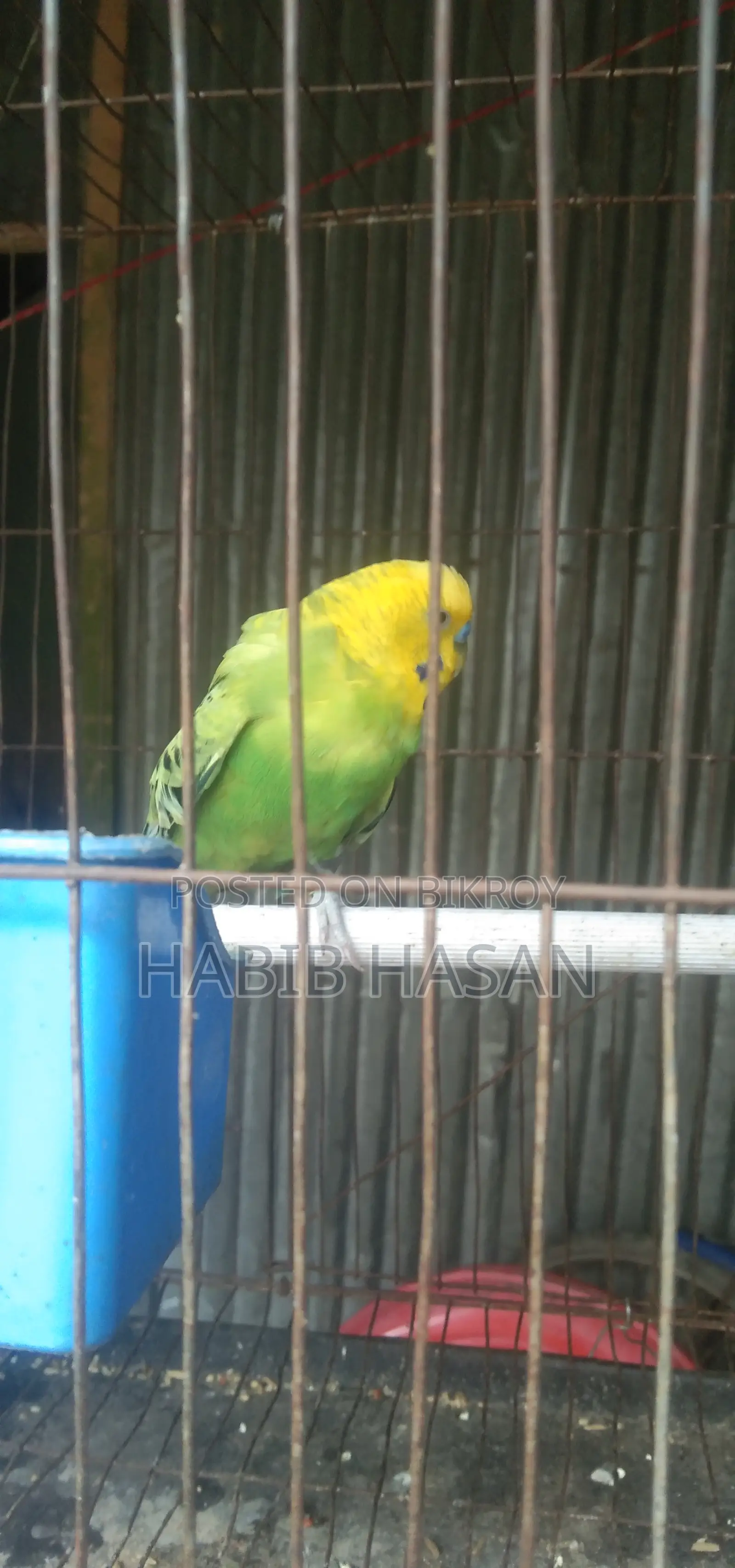 বাজারিগার পাখি