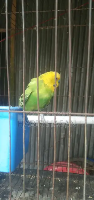 বাজারিগার পাখি