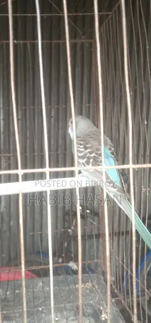 বাজারিগার পাখি