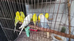 Budgerigar birds
