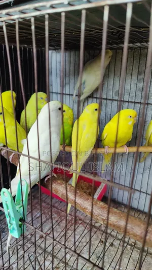 Budgerigar birds