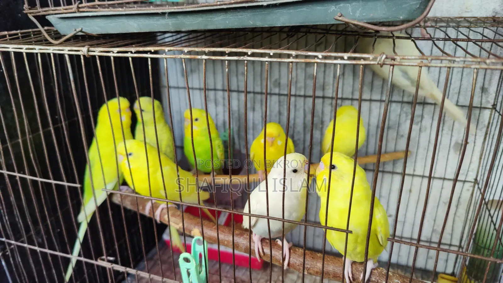 Budgerigar birds