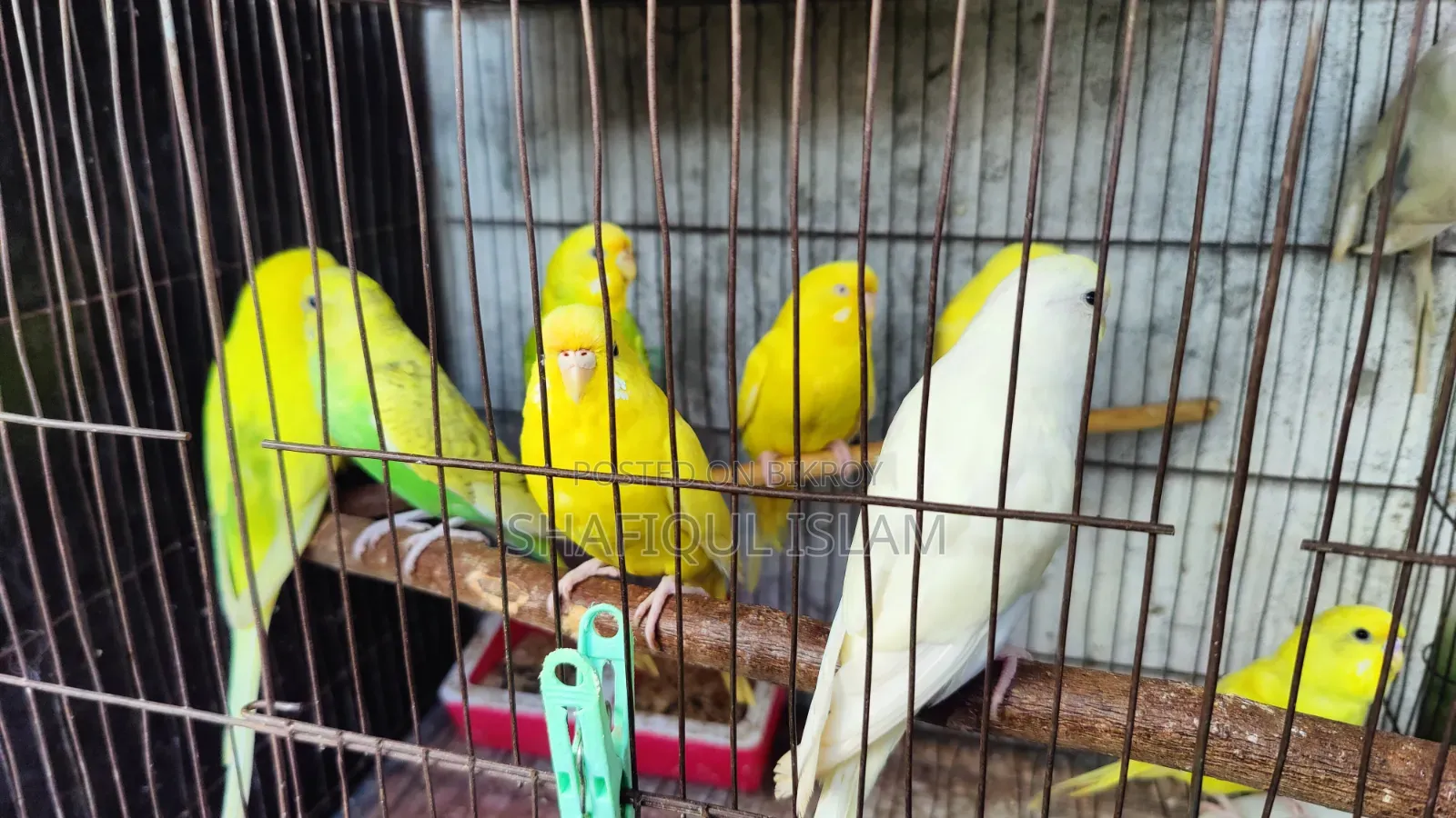 Budgerigar birds