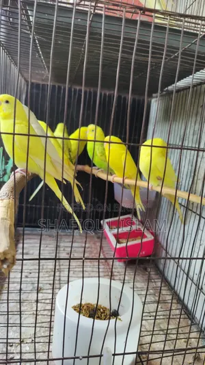 Budgerigar birds