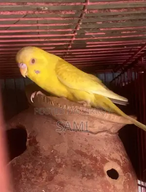 বাডরিগার পুরুষ