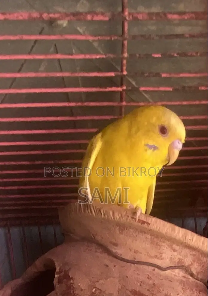 বাডরিগার পুরুষ