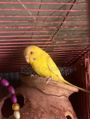 বাডরিগার পুরুষ