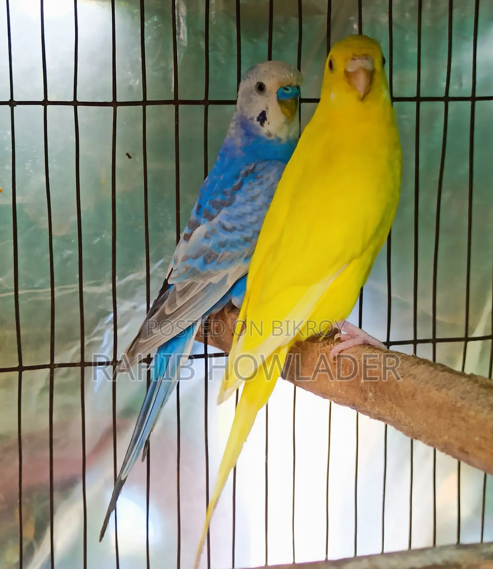 Budgerigar Bird Pair